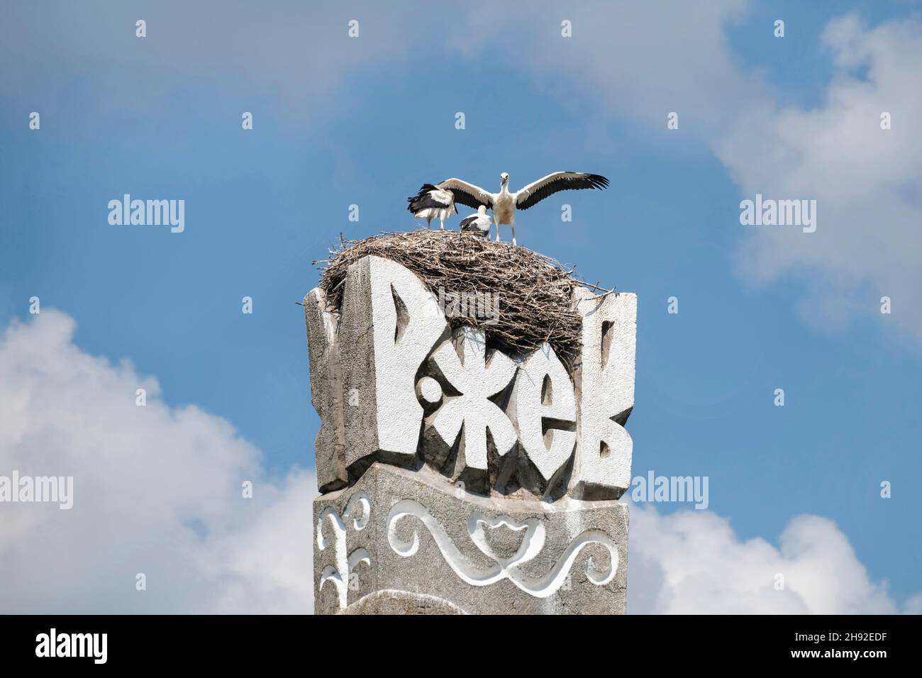 Una giovane cicogna sta cercando di spargere le sue ali all'interno del nido costruito sulla cima del segno della città di Rzhev, Rzhev, regione di Tver, Russia. Accedi significa russo Foto Stock