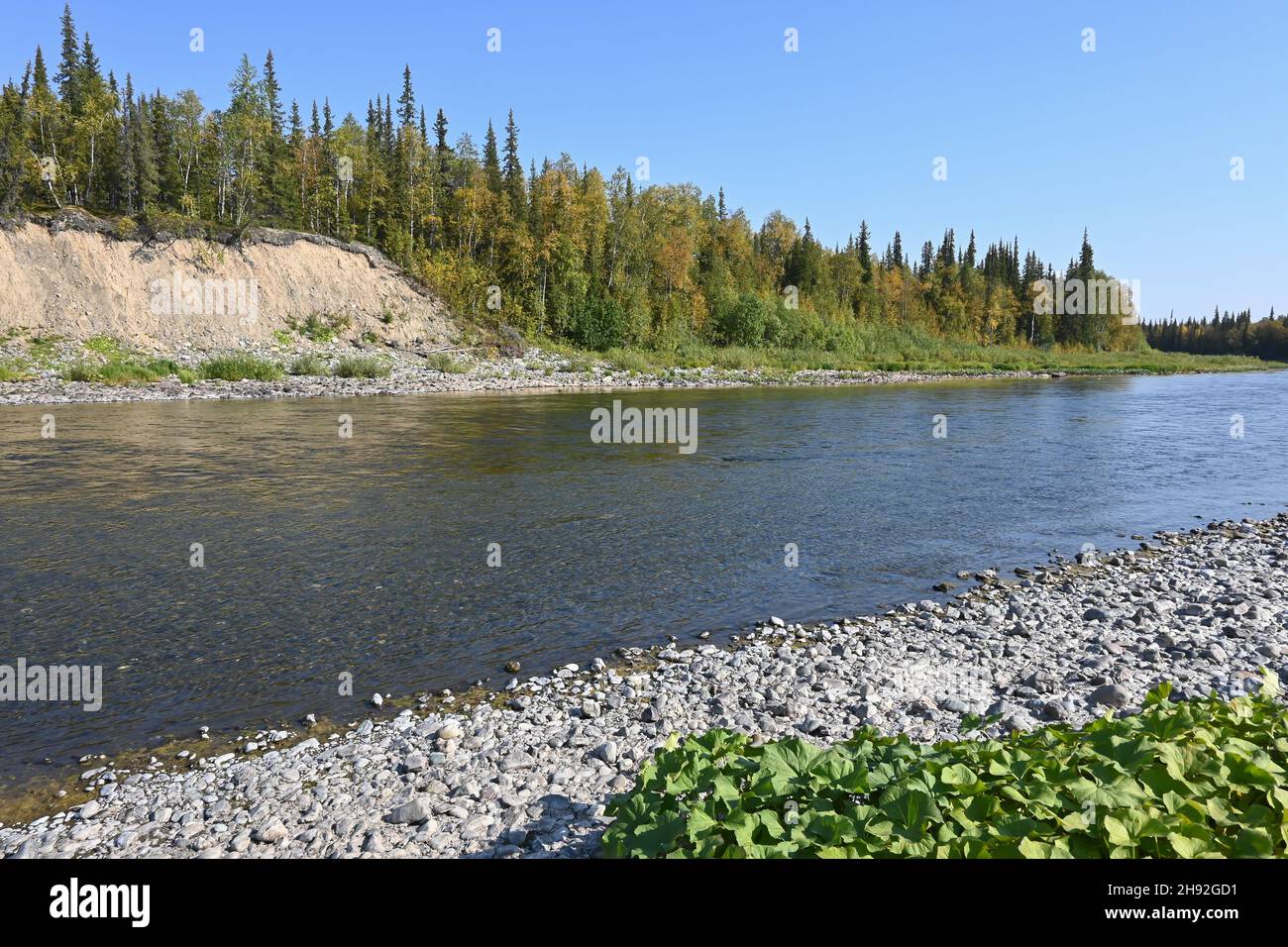 Paesaggio fluviale estivo. Il fiume Taiga settentrionale nella Repubblica di Komi, Russia. Foto Stock