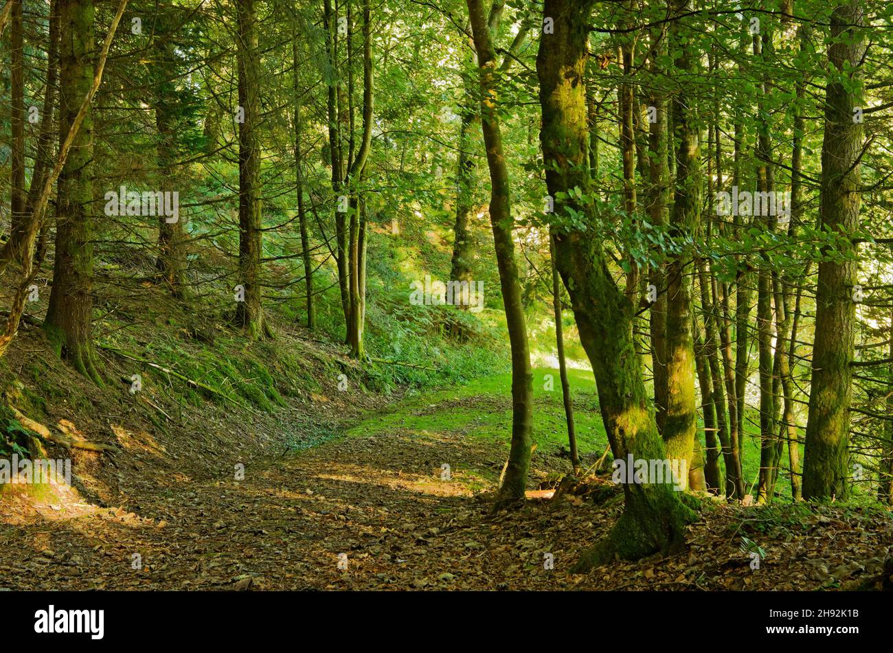 Il sole si è abbattuto attraverso alberi in bosco, all'inizio dell'autunno. Con foglie cadute sul terreno, Perthshire, Scozia Regno Unito Foto Stock