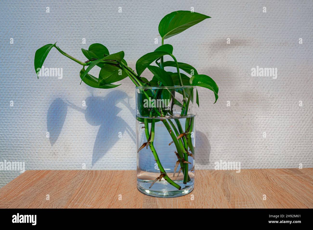 Facendo tagli. I gambi di una pianta sono messi in un vetro di acqua per parecchie settimane ed ottengono le radici nuove. Foto Stock