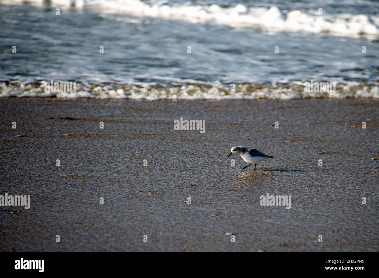 Tringa, piccolo uccello che cammina sul mare in cerca di vermi Foto Stock