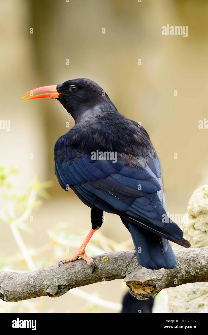 Pyrhocorax pyrhocorax - la chova piquirroja es una especie de ave paseriforme de la familia Corvidae. Foto Stock