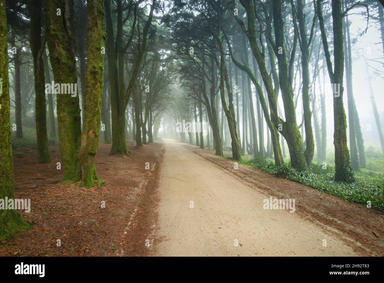 Percorso in una foresta coperta di nebbia e circondata da alberi. Bel mistico legno scuro Foggy Foto Stock
