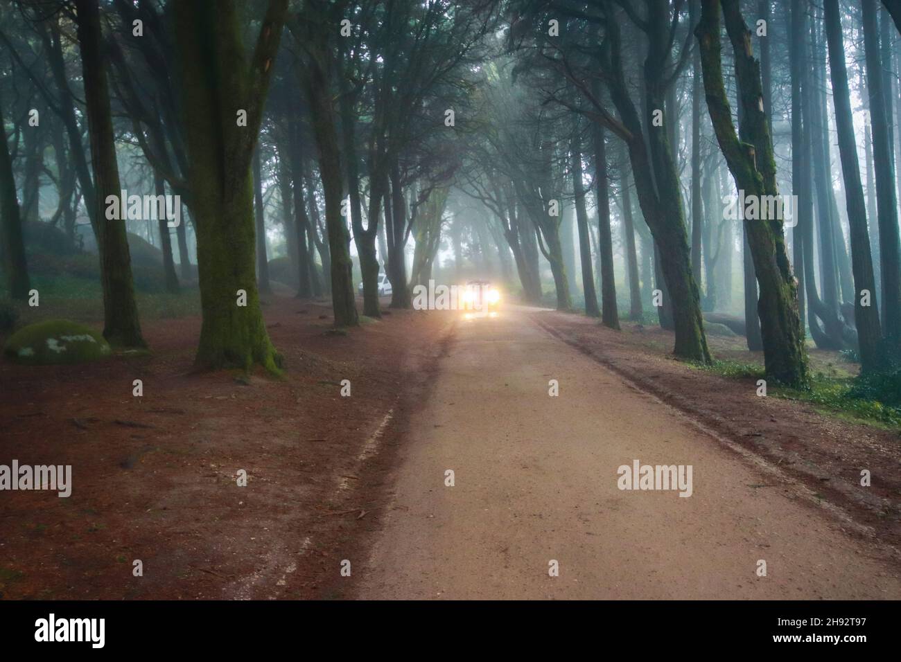 Strada in una foresta coperta di nebbia con una macchina con luci accese. Bel mistico legno scuro Foggy Foto Stock