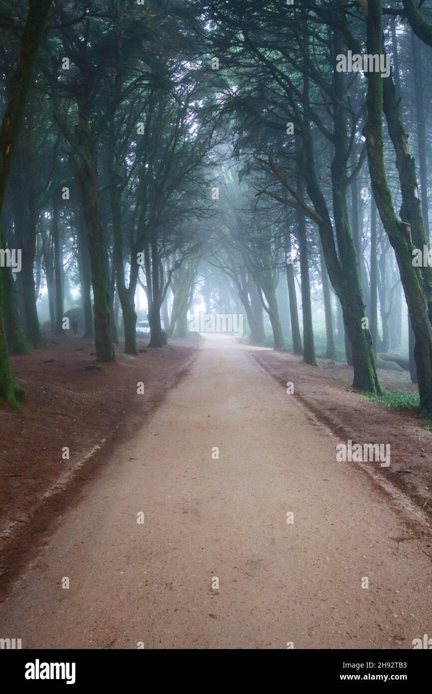 Percorso in una foresta coperta di nebbia e circondata da alberi. Bel mistico legno scuro Foggy Foto Stock