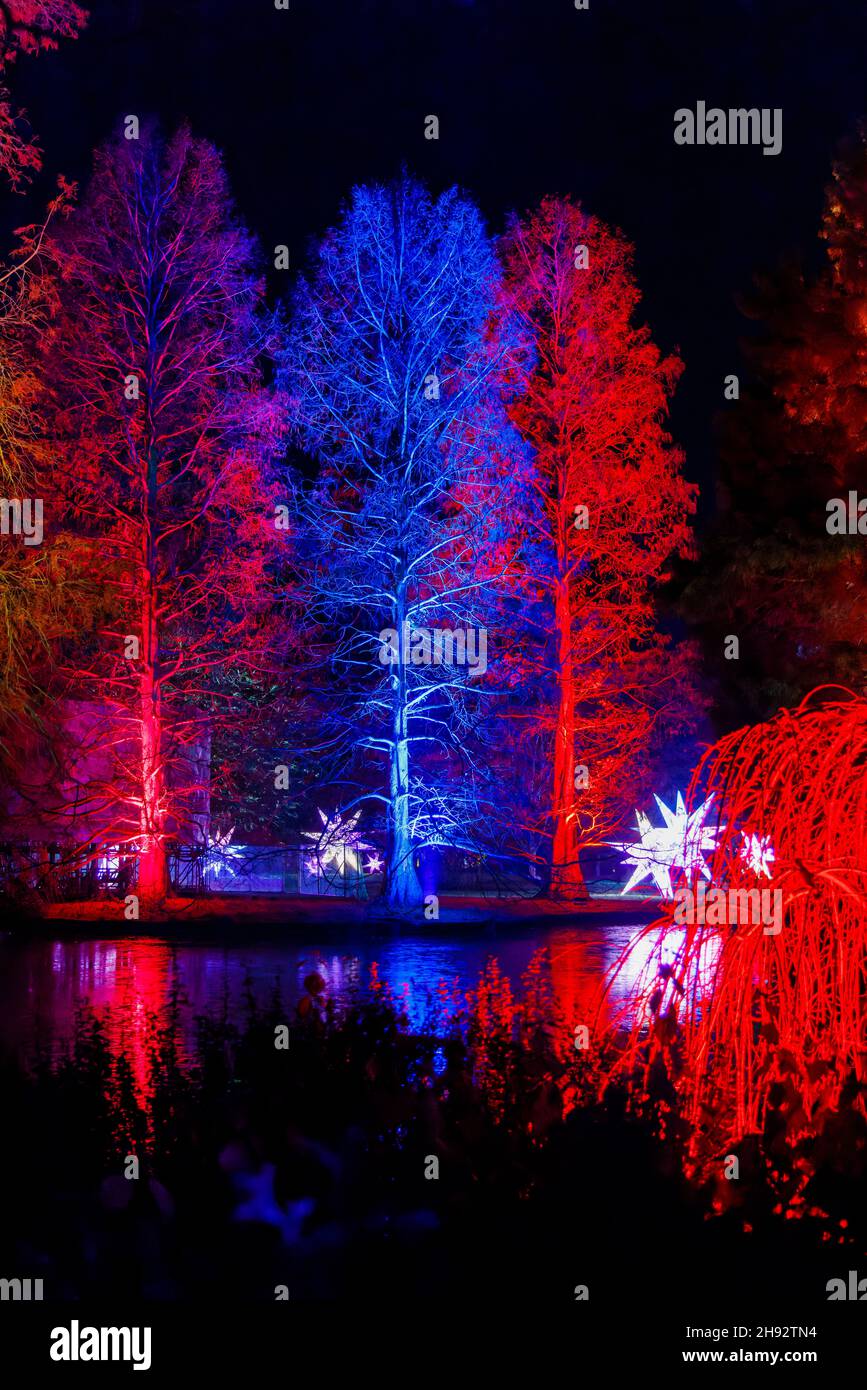 Alberi illuminati di colore al lago a Glow 2021, l'evento annuale di luci di Natale al RHS Garden, Wisley, Woking, Surrey Foto Stock