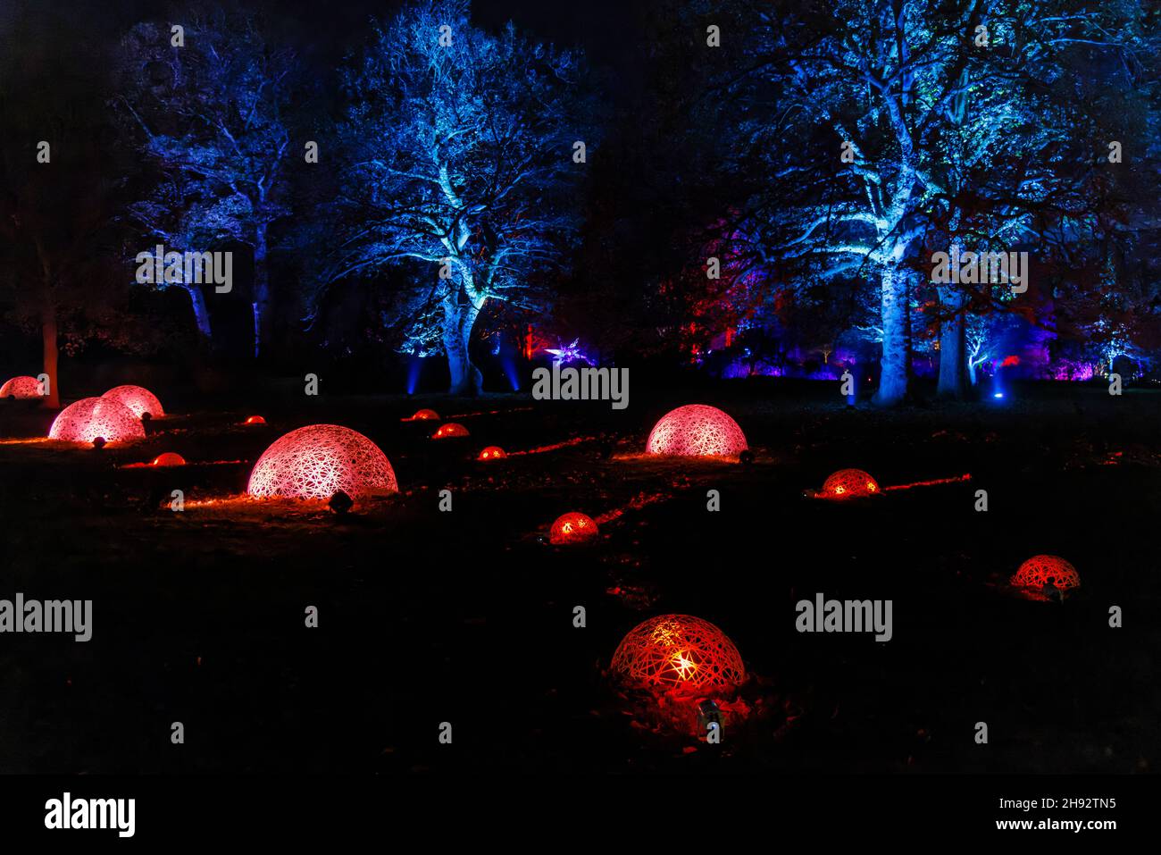 Colorate cupole rosse illuminate di vimini e alberi blu a Glow 2021, l'evento annuale di luci natalizie al RHS Garden, Wisley, Woking, Surrey Foto Stock