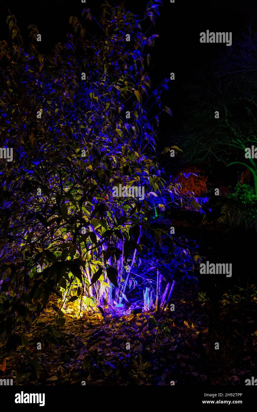 Cespuglio illuminato blu e giallo a Glow 2021, l'evento annuale di luci natalizie al RHS Garden, Wisley, Woking, Surrey Foto Stock