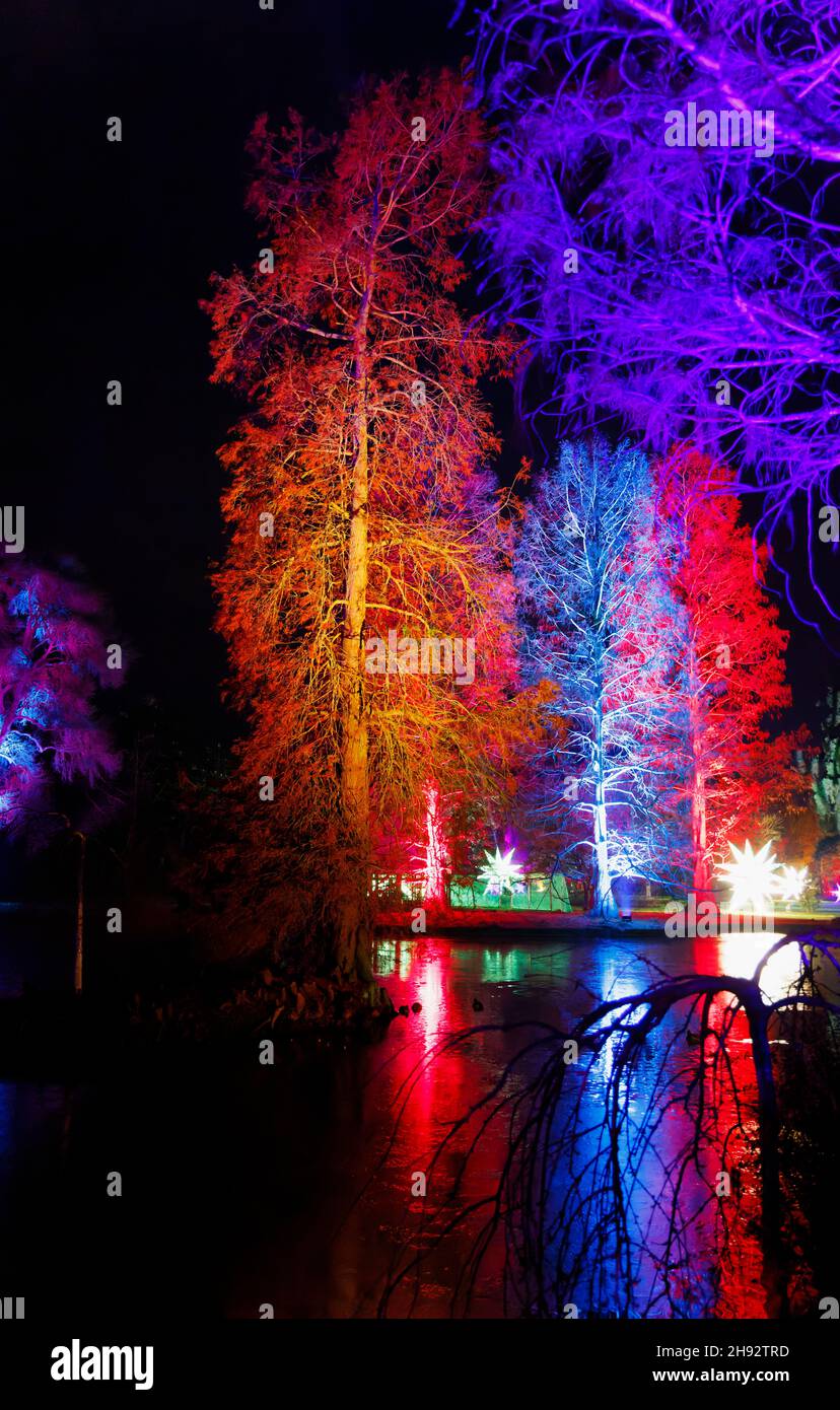 Alberi illuminati di colore al lago a Glow 2021, l'evento annuale di luci di Natale al RHS Garden, Wisley, Woking, Surrey Foto Stock