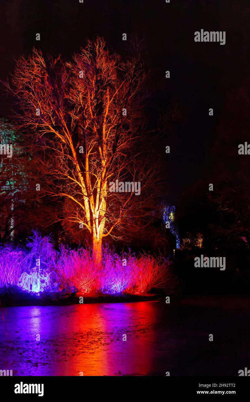 Alberi illuminati di colore al lago a Glow 2021, l'evento annuale di luci di Natale al RHS Garden, Wisley, Woking, Surrey Foto Stock