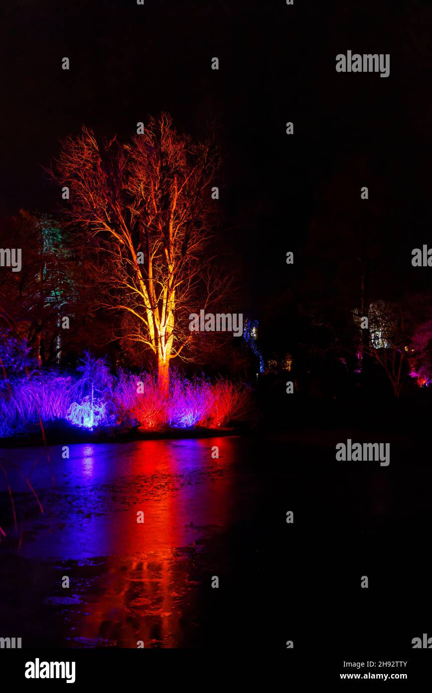 Alberi illuminati di colore al lago a Glow 2021, l'evento annuale di luci di Natale al RHS Garden, Wisley, Woking, Surrey Foto Stock