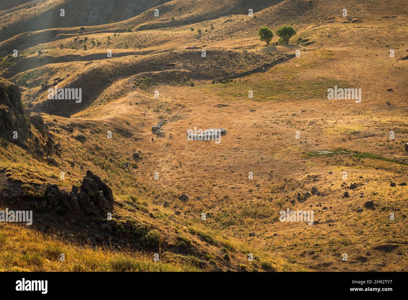 Struttura geologica dell'altopiano emirdag con allevamento di pecore al tramonto, Turchia. Foto Stock