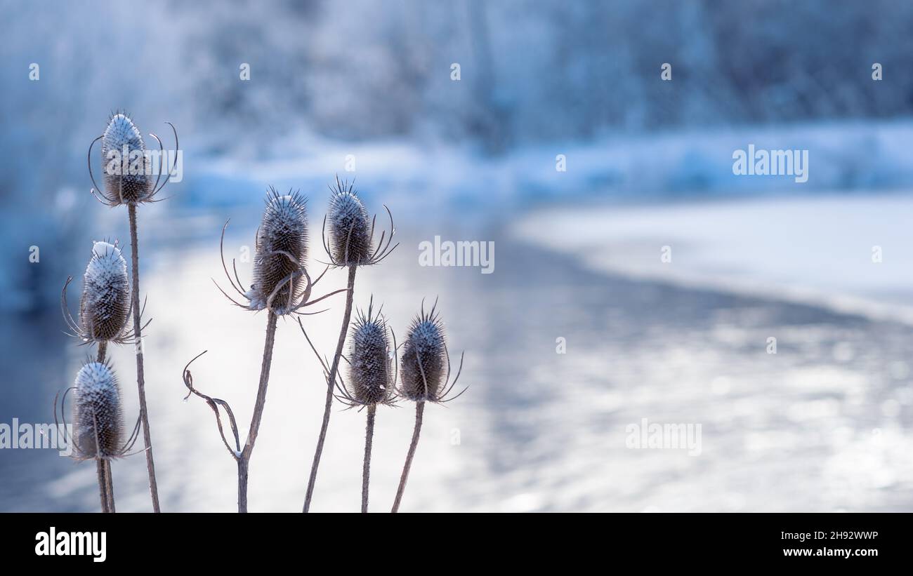 Aride neve-coperto Bush Prickly piante del Teasel contro il fiume invernale nella luce del mattino. Sfondo. Foto Stock