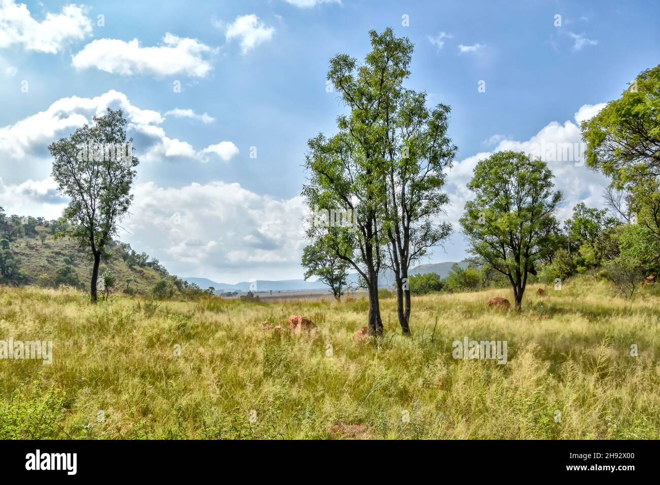 Una vista dell'orizzonte con campi di erba e foreste viste dalle colline vicino al fiume Wilge in Trichardspoort River Valley, Gouwsberg Mountain Range Foto Stock