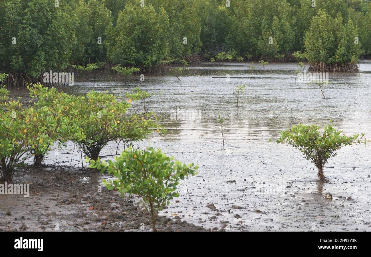 Giovani alberi di mangrovia crescono nel fango ai margini del fiume Gambia. Tendaba, Repubblica della Gambia. Foto Stock