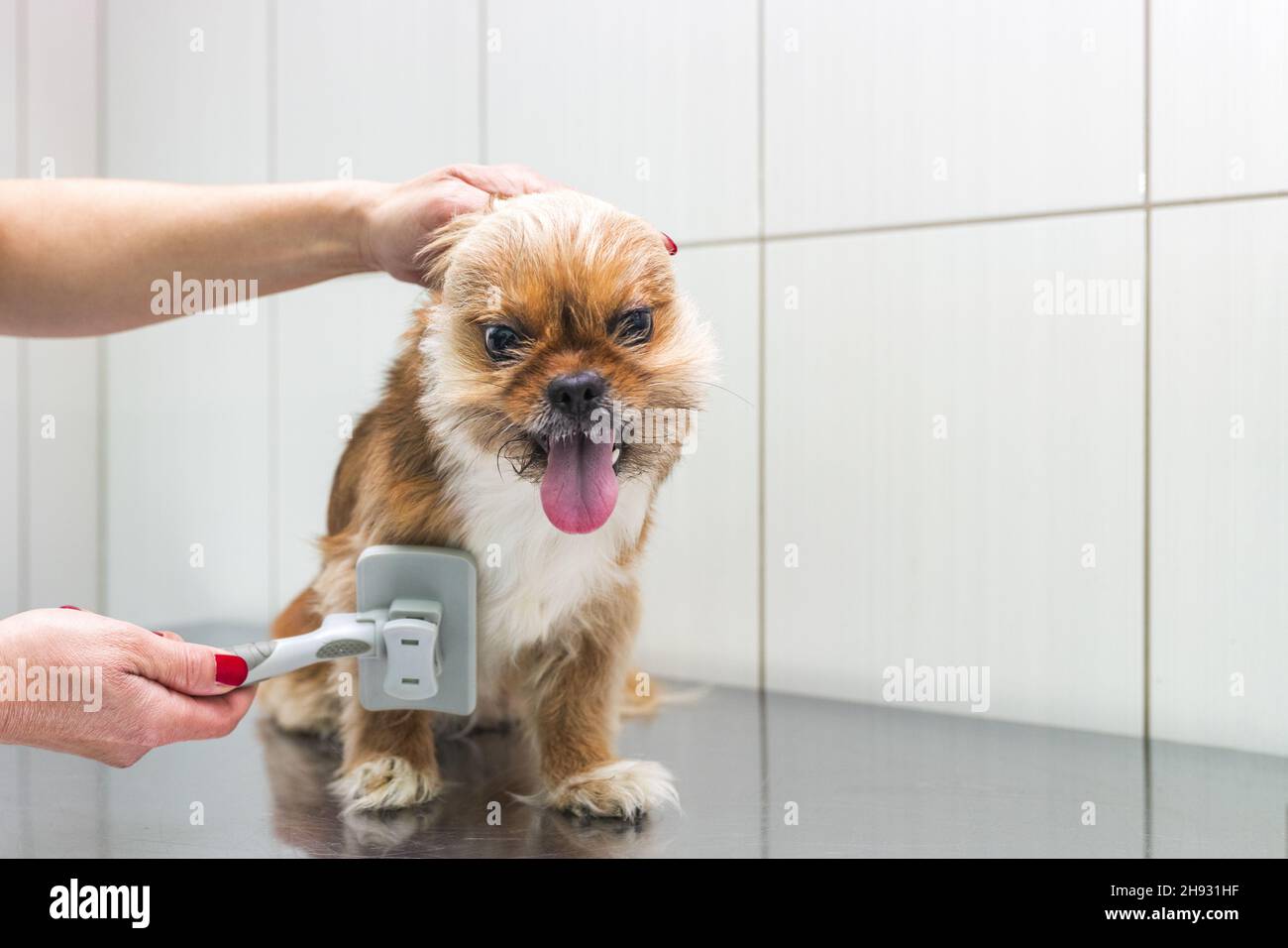 Mani di un groomer pettinare un cane Pekingese marrone carino in un salone  grooming Foto stock - Alamy