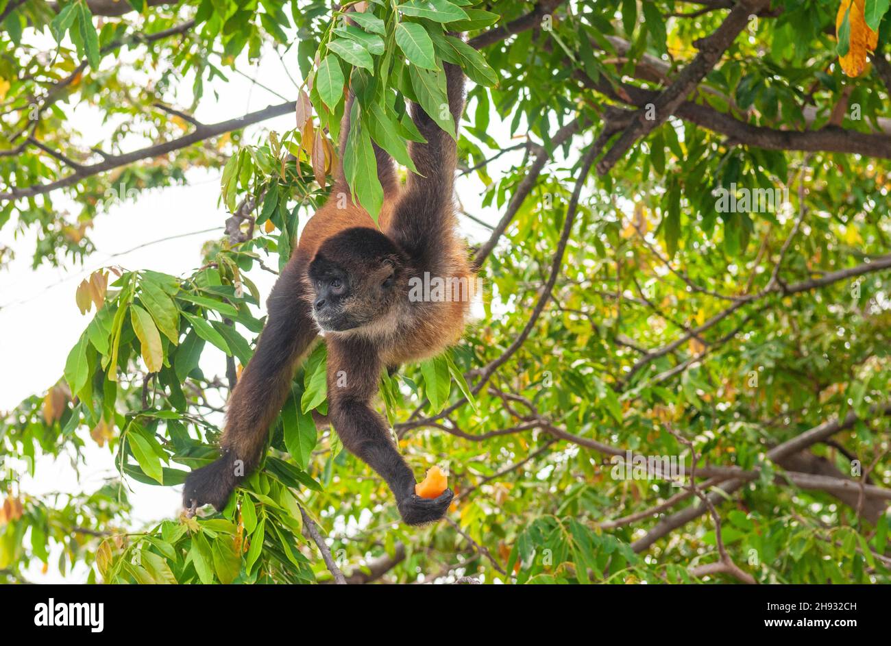 Scimmia ragno (Ateles) che mangia papaya, un tipo di scimmia ragno trovato in tutto il Centro e Sud America, Tortuguero, Costa Rica. Foto Stock