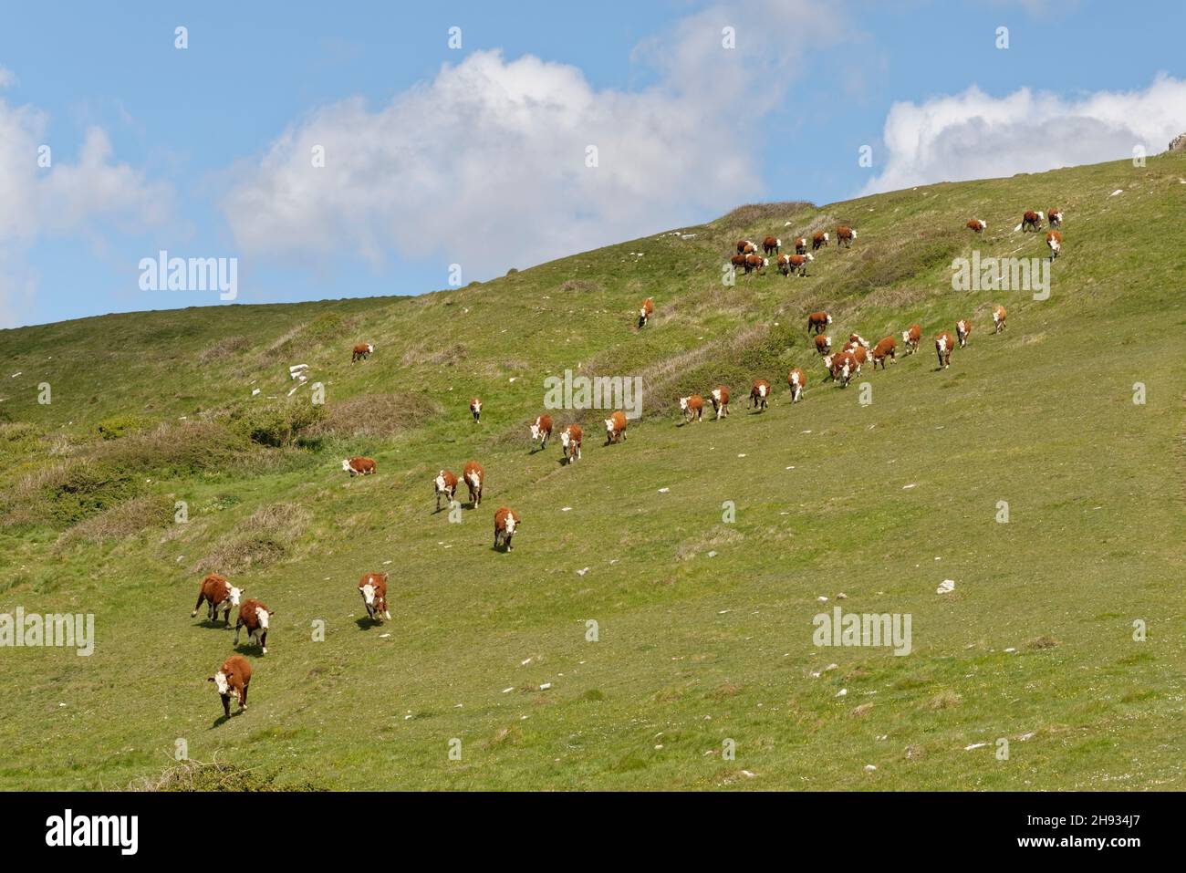 Mandria di bestiame Hereford (Bos taurus) bulllocks che corrono lungo un pendio di prateria, Durlston Country Park, Dorset, Regno Unito, maggio. Foto Stock