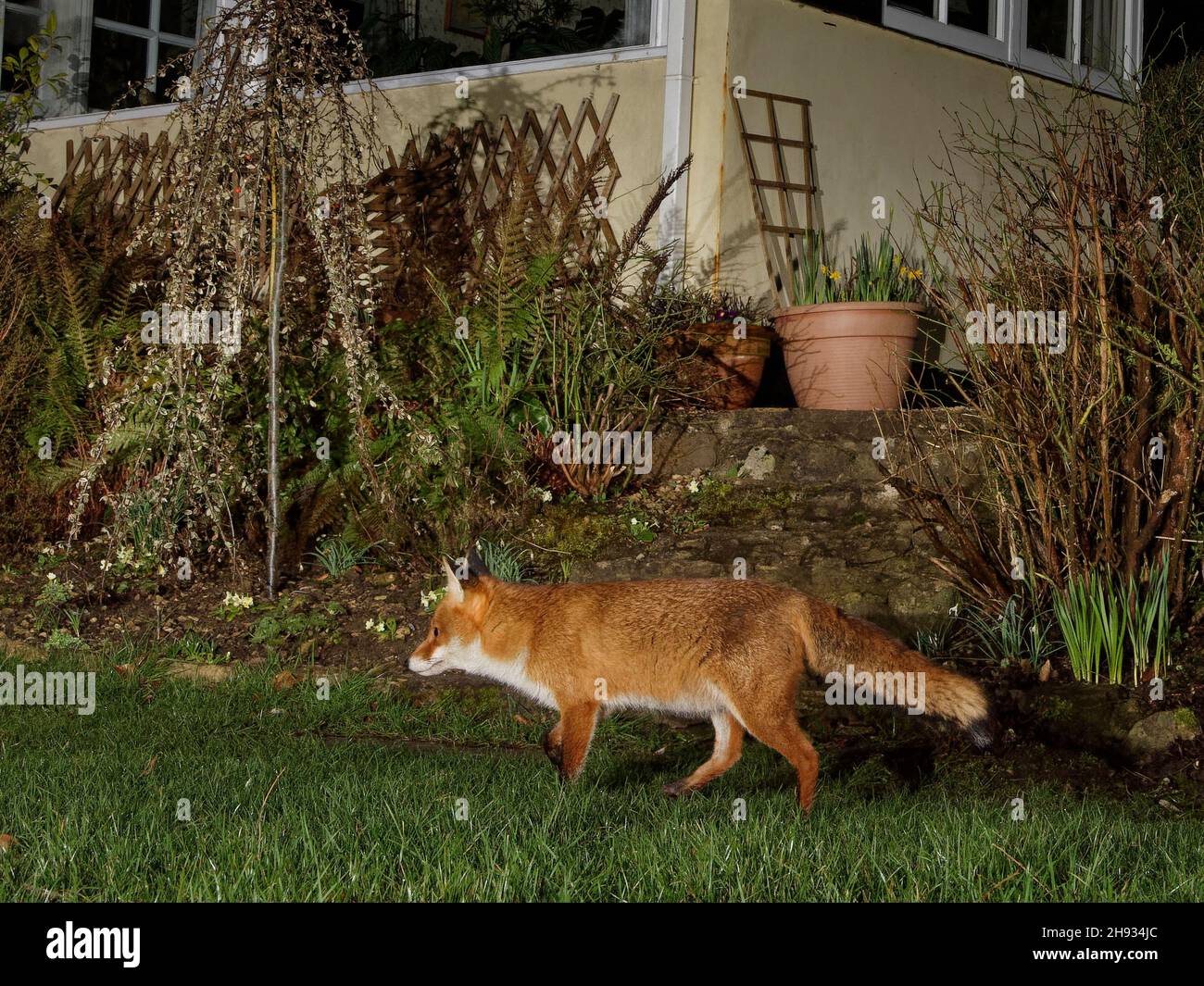 Volpe rossa (Vulpes vulpes) attraversando un prato giardino di notte vicino a una casa, Wiltshire, UK, marzo. Foto Stock