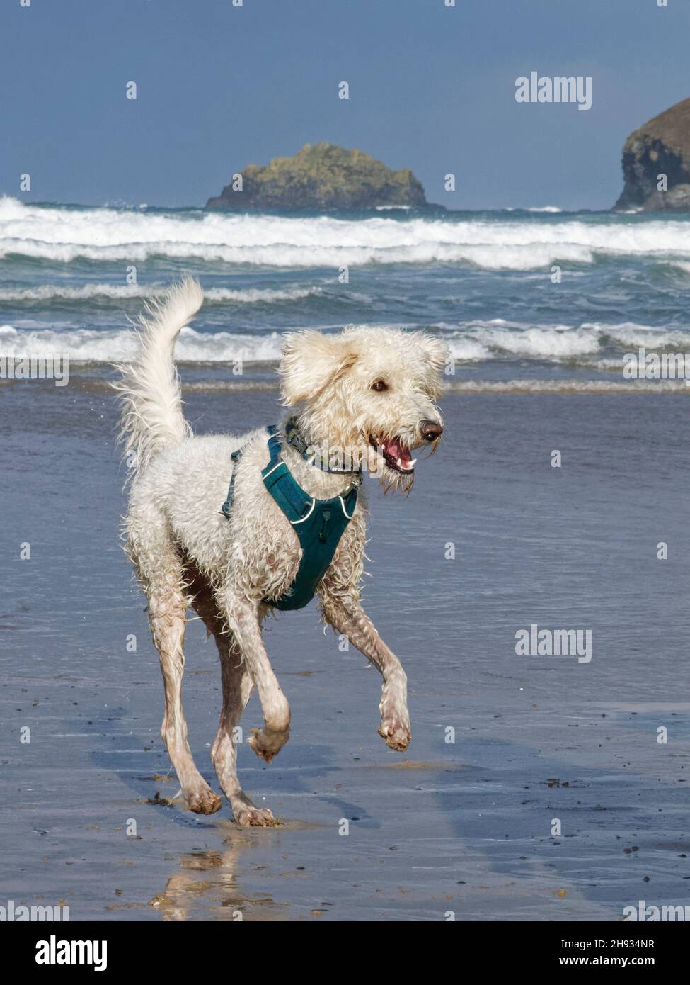 Giovane Labradoodle (Canis familiaris) in esecuzione su una spiaggia bagnata dalle onde, Polzeath, Cornovaglia, Regno Unito, settembre. Foto Stock