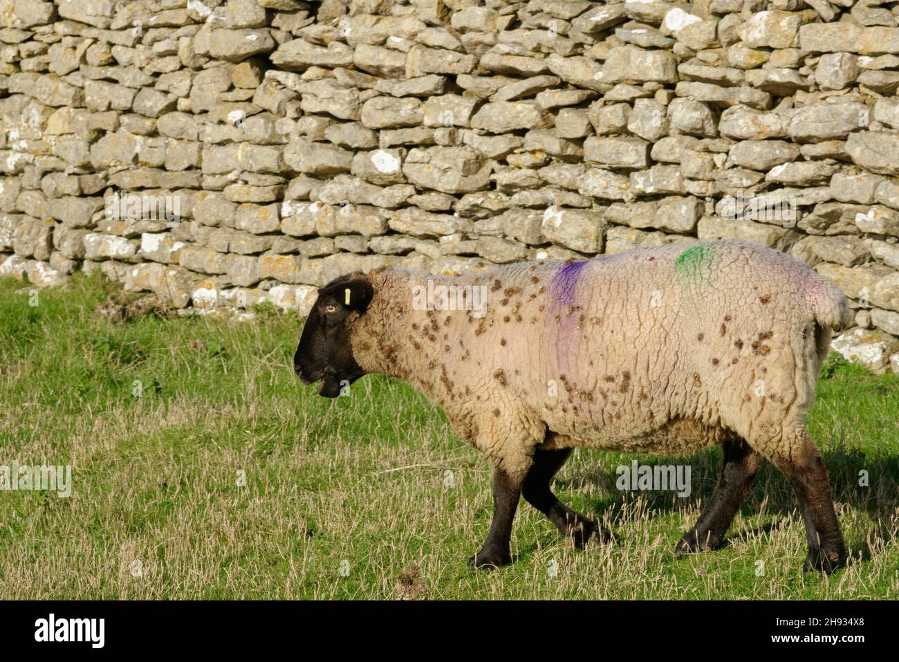 Pecora domestica (Ovis aries) con molti Burdock (Arctium sp.) bave attaccate, Glamorgan, Galles, Regno Unito, ottobre. Foto Stock