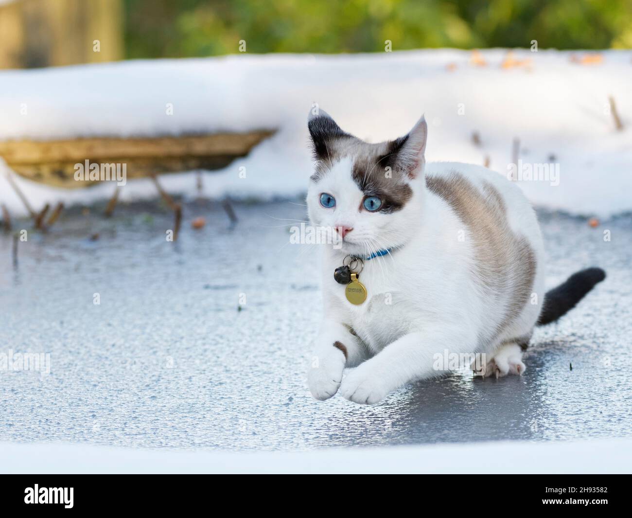 Gatto congelato immagini e fotografie stock ad alta risoluzione - Alamy