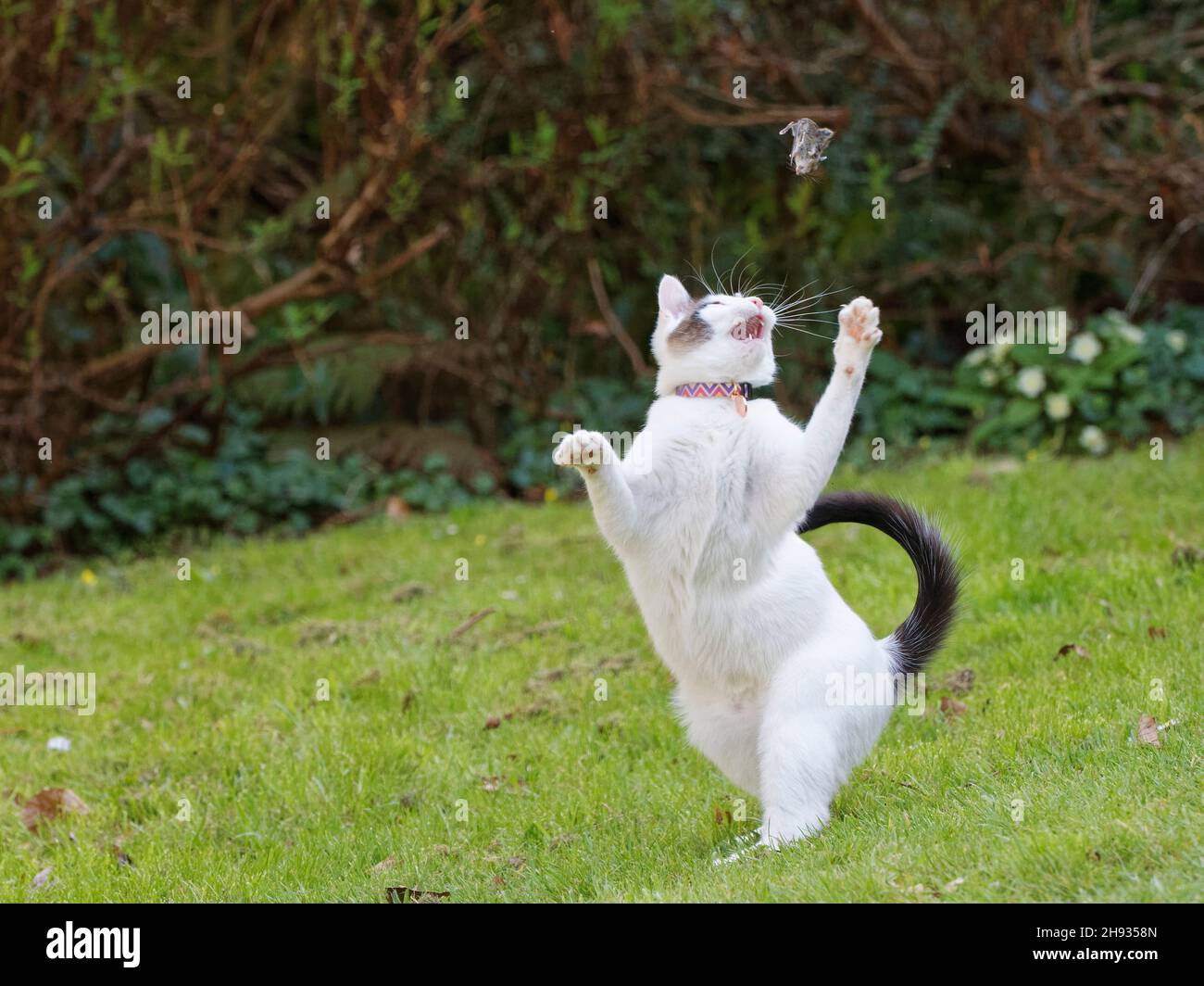 Gatto con racchette da neve (Felis catus) che gioca con il topo da campo morto a coda lunga (Apodemus sylvaticus) preda su un prato da giardino, Wiltshire, Regno Unito, aprile. Foto Stock