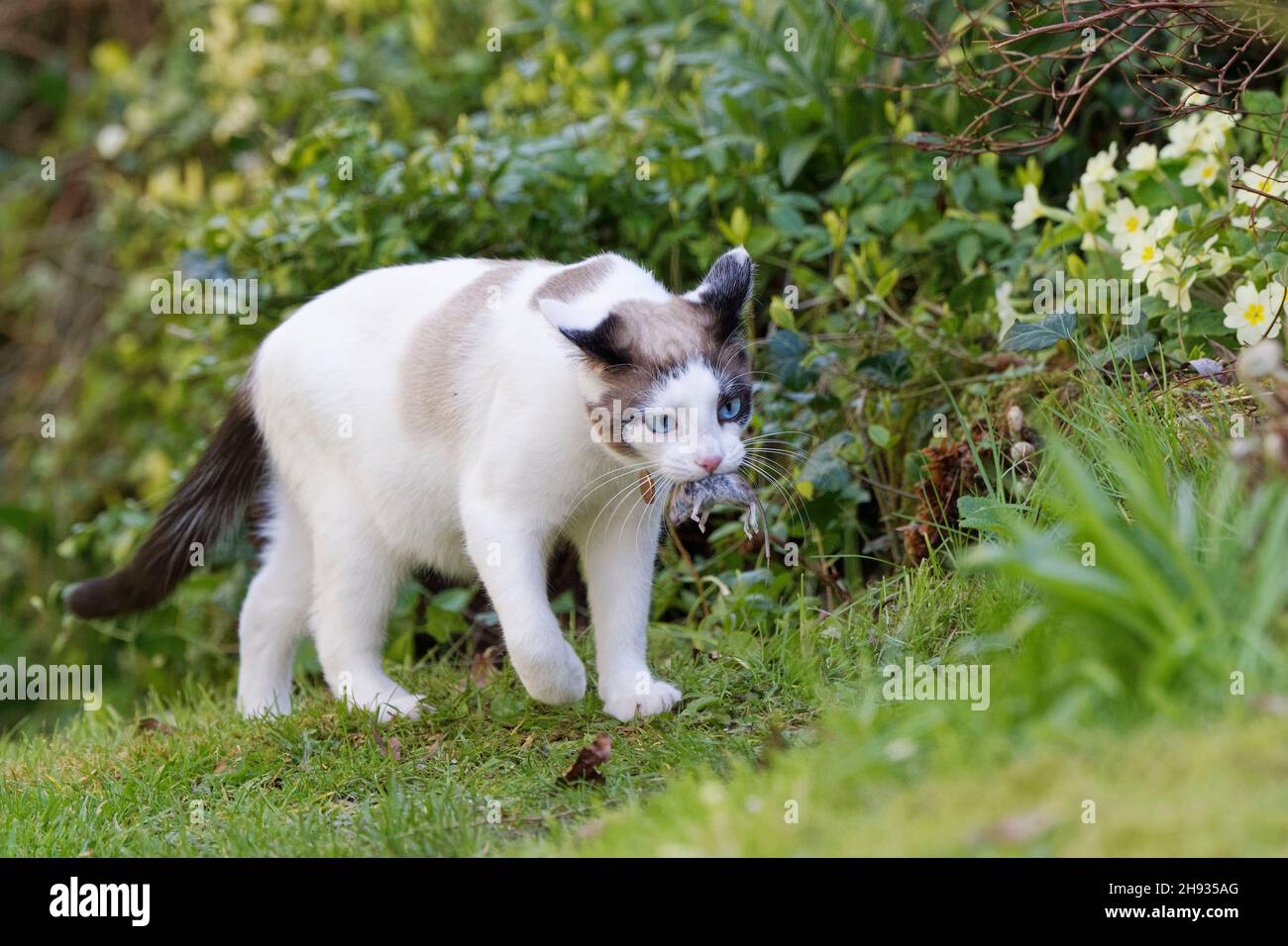 Gatto con racchette da neve (Felis catus) che porta un mouse da campo a coda lunga (Apodemus sylvaticus) che ha catturato, Wiltshire Garden, UK, aprile. Foto Stock