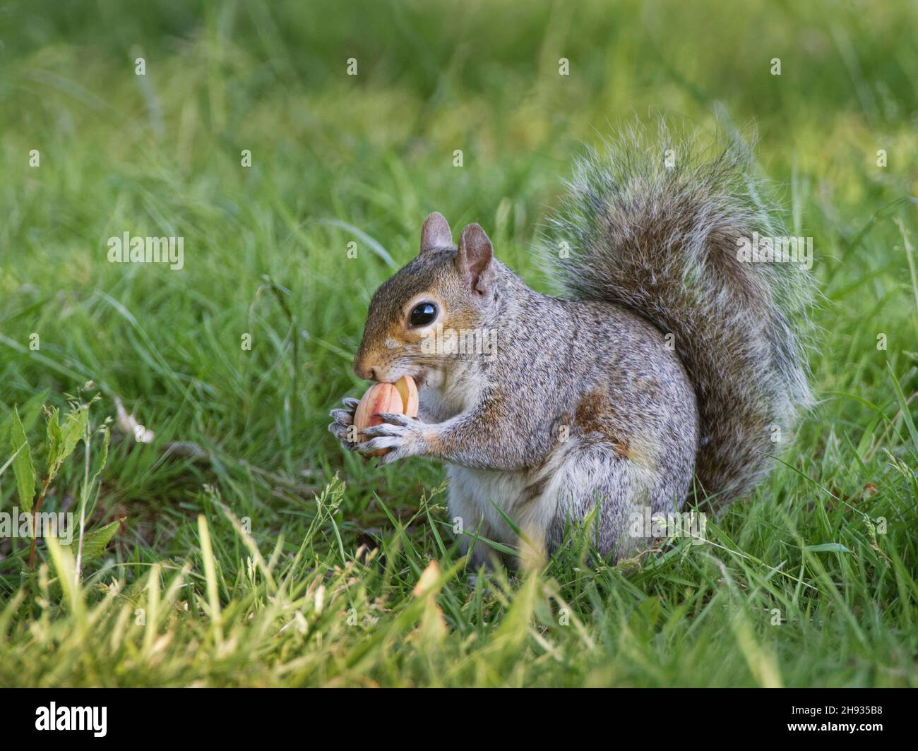 Scoiattolo grigio (Sciurus carolinensis) nibbling un acorno ha spogliato il guscio esterno da, Sussex, Regno Unito, giugno. Foto Stock