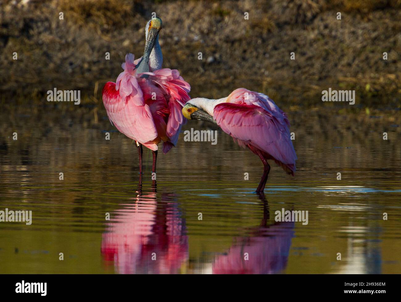 La spatola di Roseate, Platalea ajaja, è un grande uccello di guado con piumaggio rosa e un caratteristico becco a forma di spatola. Si alza 85 cm di altezza e ha un Foto Stock