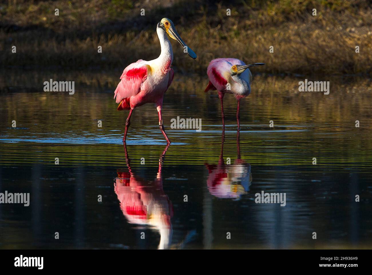 La spatola di Roseate, Platalea ajaja, è un grande uccello di guado con piumaggio rosa e un caratteristico becco a forma di spatola. Si alza 85 cm di altezza e ha un Foto Stock