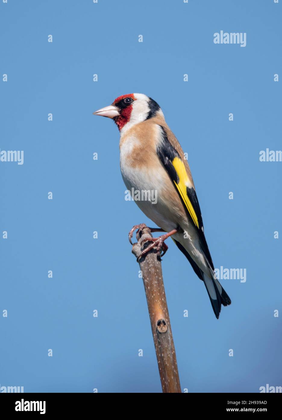 Un Goldfinch europeo (Carduelis carduelis) arroccato su un albero in un giardino inglese Foto Stock