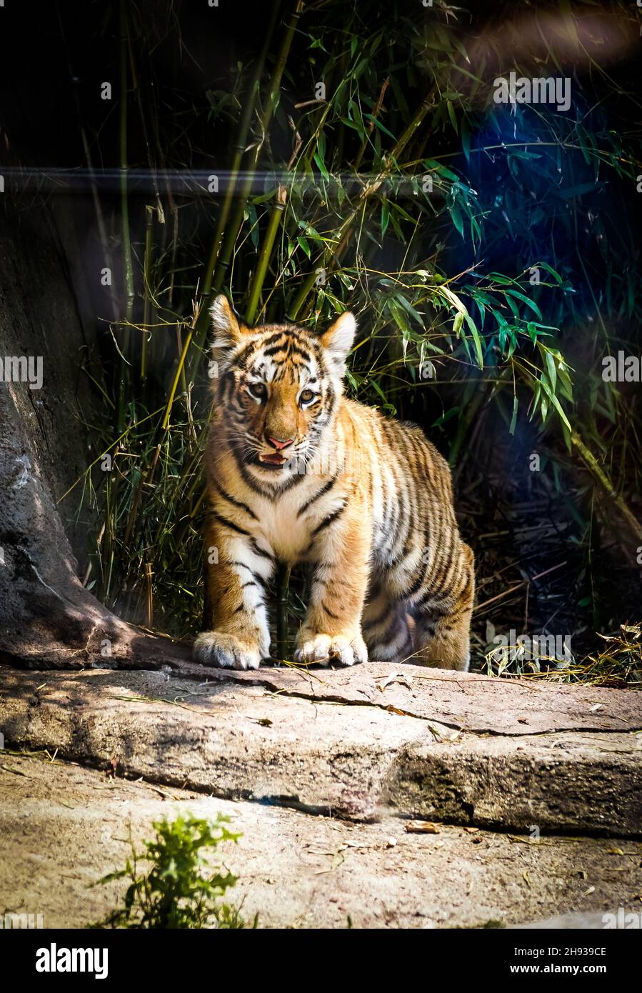 Colpo verticale di una tigre di amur in uno zoo Foto Stock