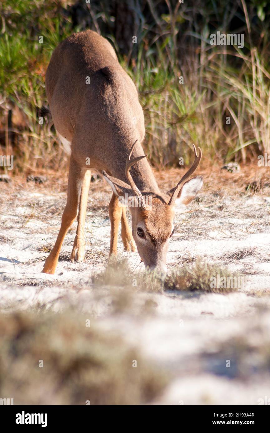 Un giovane cervo maschio a coda bianca (Odocoileus virginianus) che pascola a Assateague Island National Seashore, Maryland Foto Stock