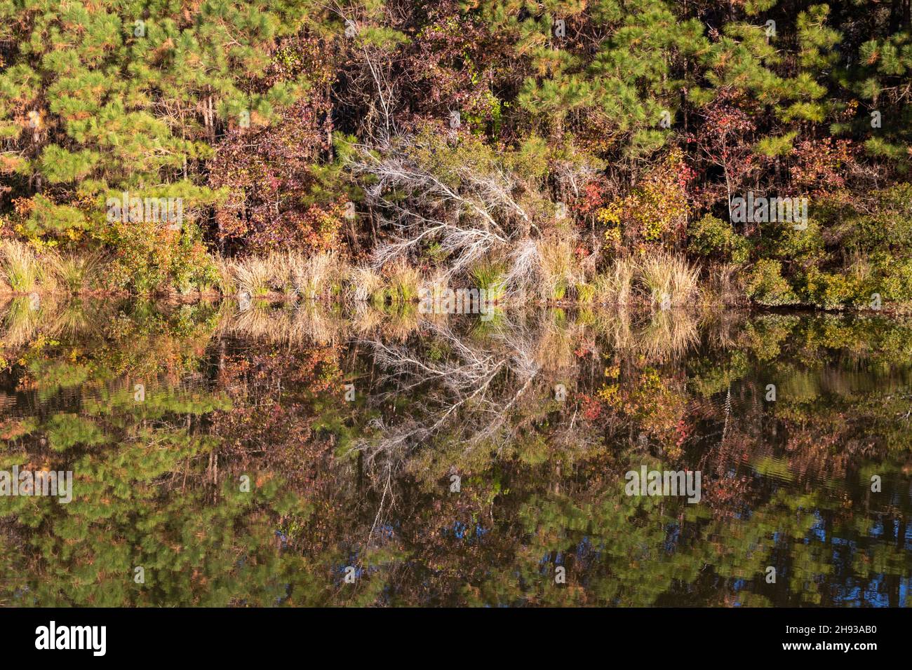 Paesaggio autunnale nella Carolina del Nord orientale Foto Stock