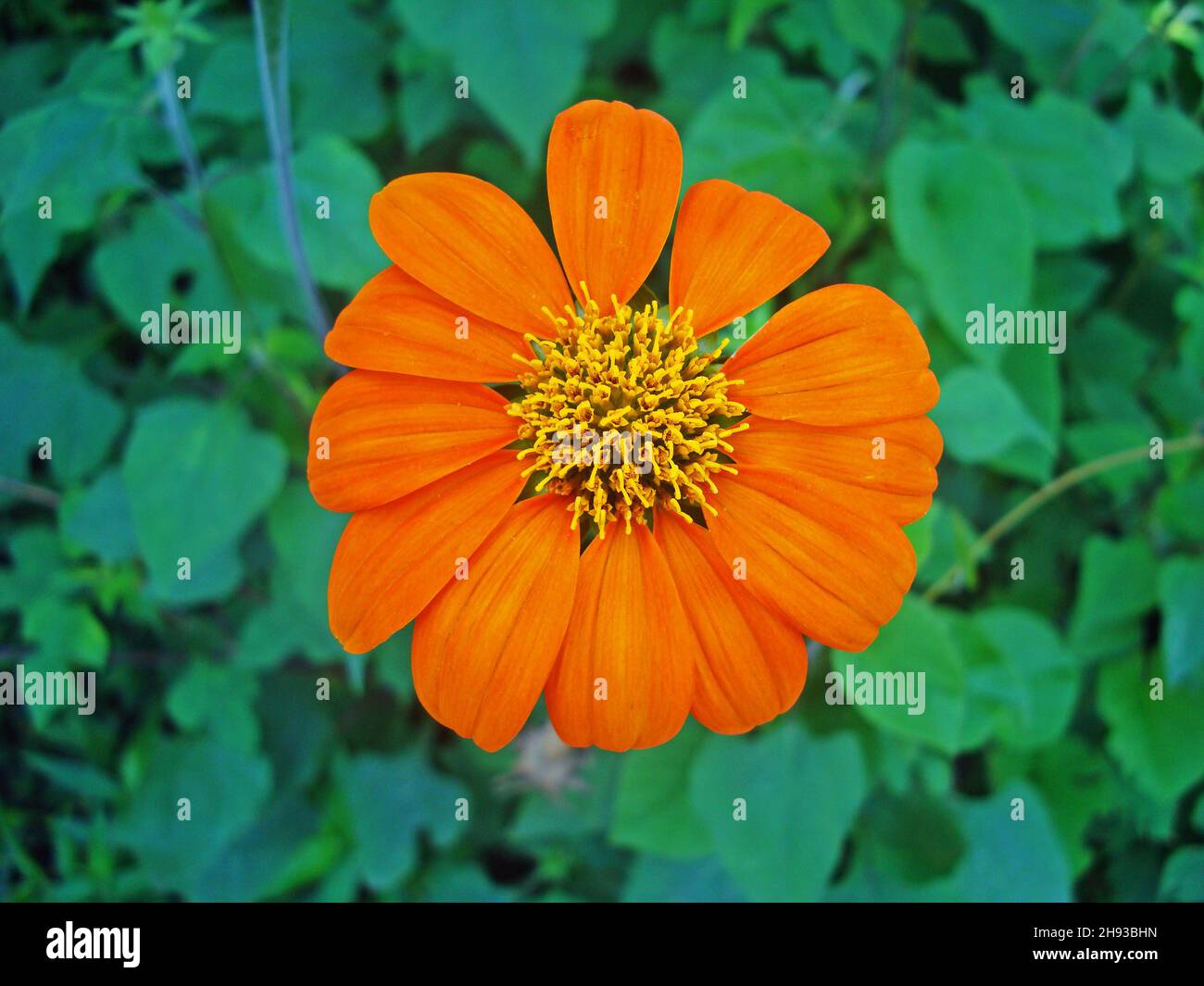 Girasole messicane (Tithonia rotundifolia) in giardino Foto Stock