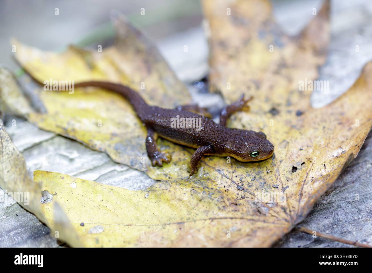 Californiano Newt giovane riposante su foglia d'autunno. Thornewood Preserve, San Mateo County, California, USA. Foto Stock