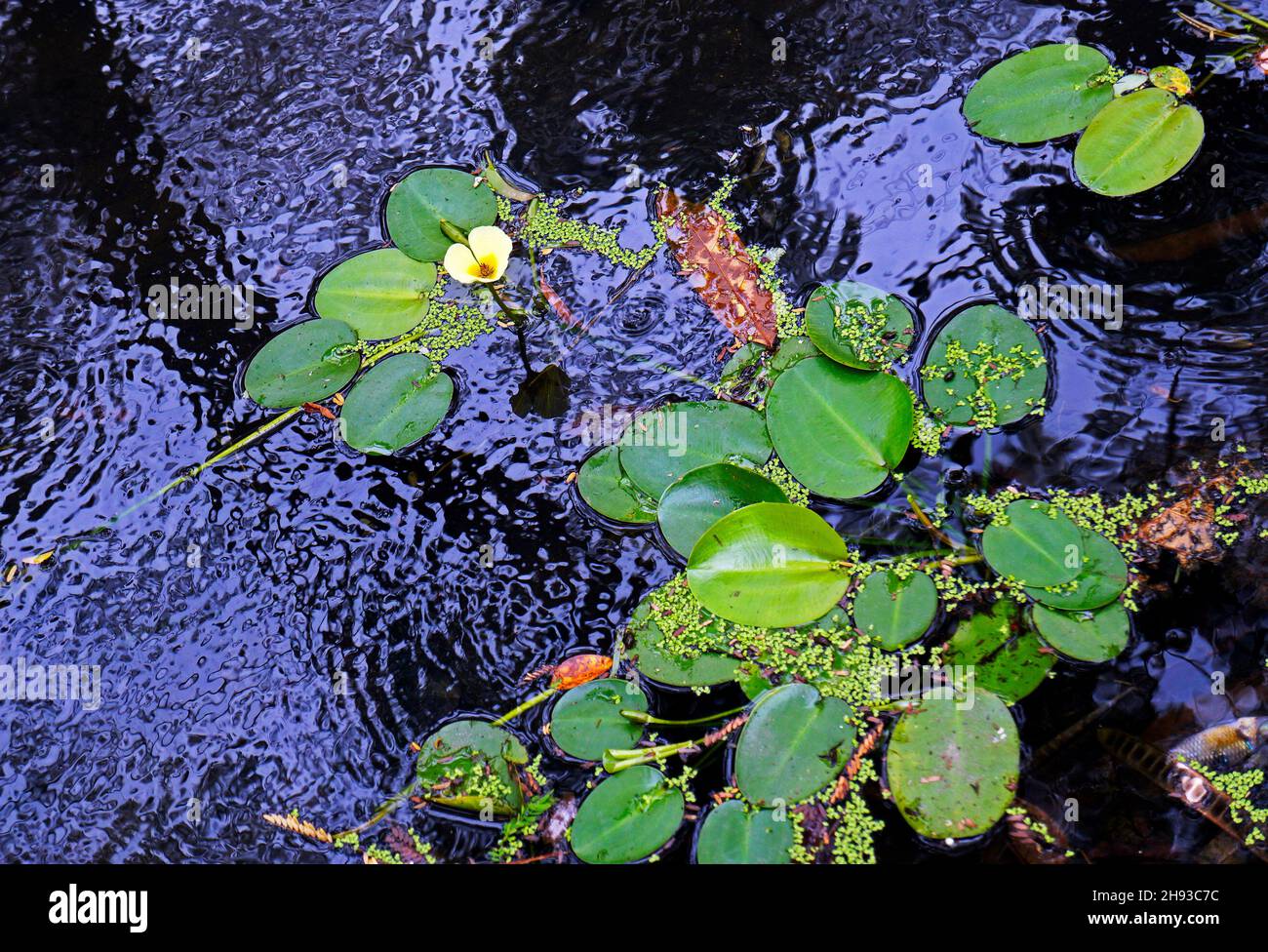 Fiore di papavero d'acqua (Hydrocleys nymphoides) Foto Stock