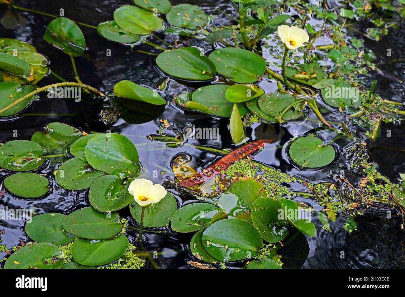 Fiore di papavero d'acqua (Hydrocleys nymphoides) Foto Stock