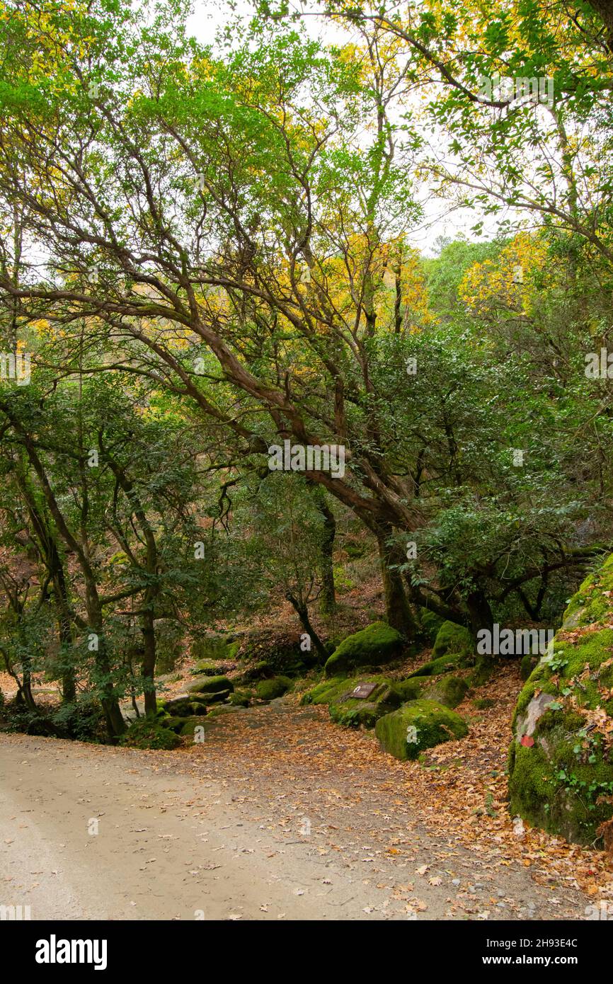 Mata da Albergaria, parque nacional da Peneda Gerês nel Portogallo settentrionale. Parco Nazionale di Gerês, Mata de Albergaria nella Riserva della Biosfera di Geres-Xures. Foto Stock