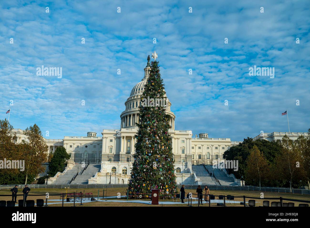 Washington, Stati Uniti d'America. 01 dicembre 2021. L'albero di Natale del Campidoglio degli Stati Uniti contro la cupola prima della cerimonia di illuminazione sul prato occidentale del Campidoglio 1 dicembre 2021 a Washington, DC. L'albero è un White Fir alto 84 metri dalla Six Rivers National Forest in California. Credit: Tanya e Flores/USFS/Alamy Live News Foto Stock