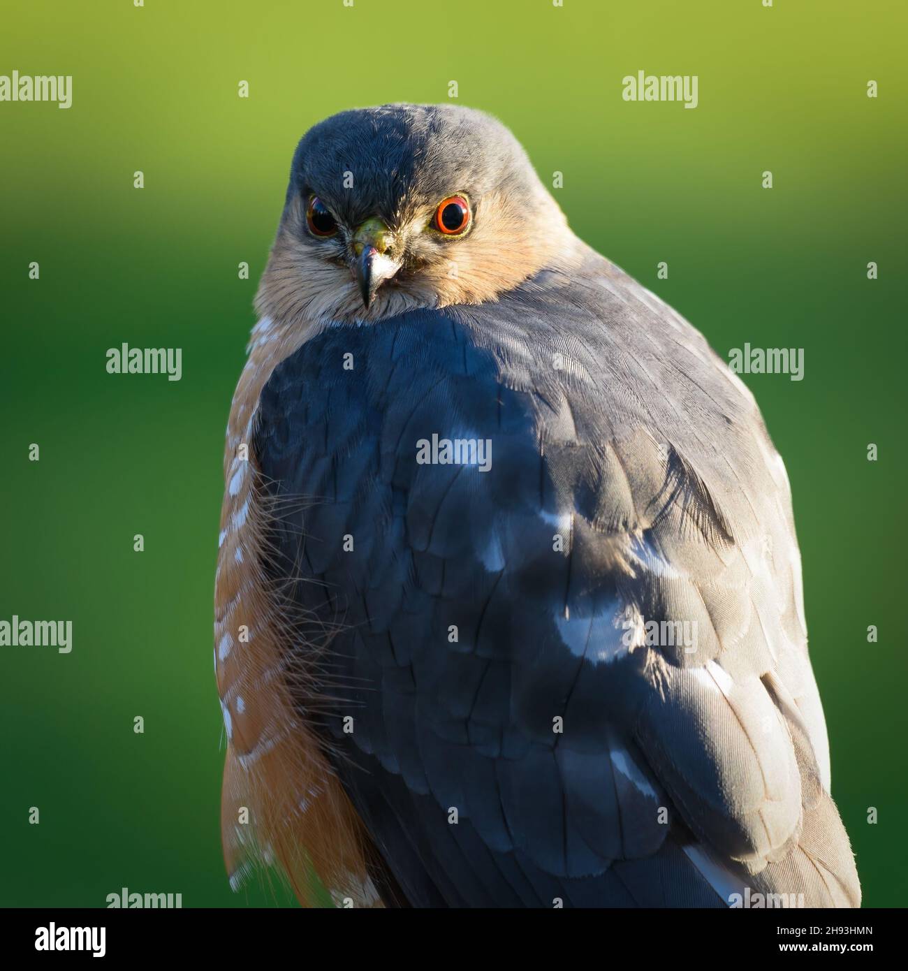 Un falco selvatico affilato brillò in primo piano fissando direttamente nel punto di vista con un'iride arancione con pupilla nera nell'occhio Foto Stock