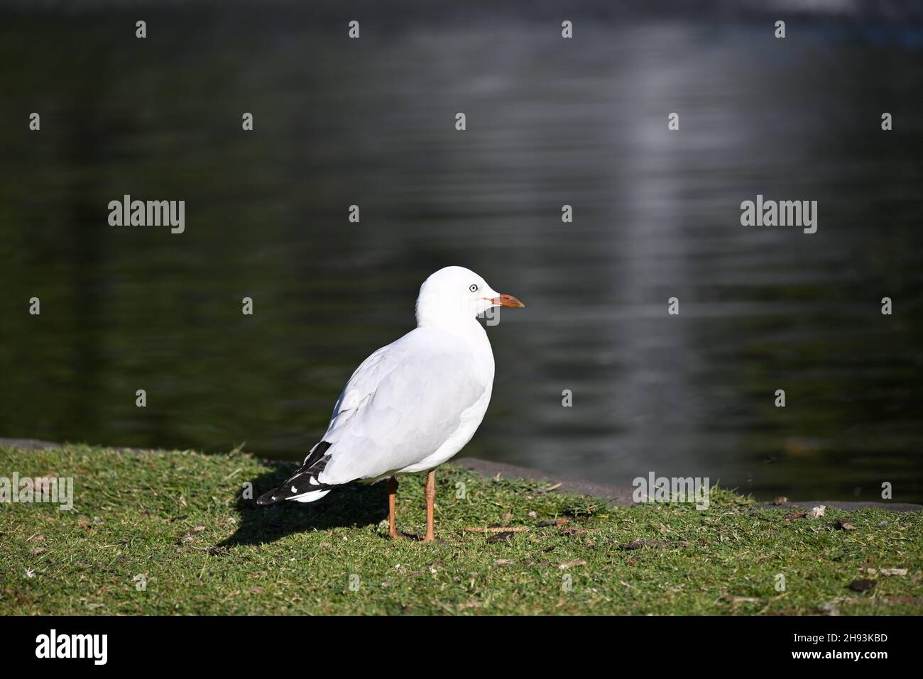 Bianco brillante adulto gabbiano d'argento, o gabbiano, in piedi su erba rifinita ordinatamente accanto ad un lago mentre si affaccia verso l'acqua Foto Stock