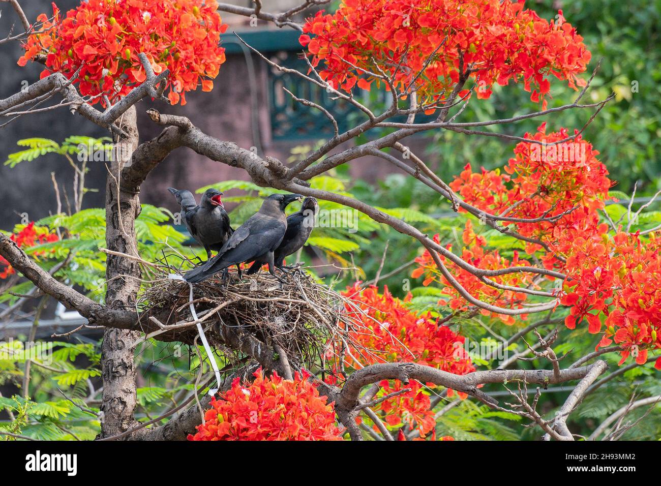 Corvo della casa (Corvus splendens) che alimenta gli uccelli del bambino e del bambino nel nido, anche conosciuto come l'indiano, grinecked, il corvo di Colombo o di Ceylon, uccello comune. Foto Stock