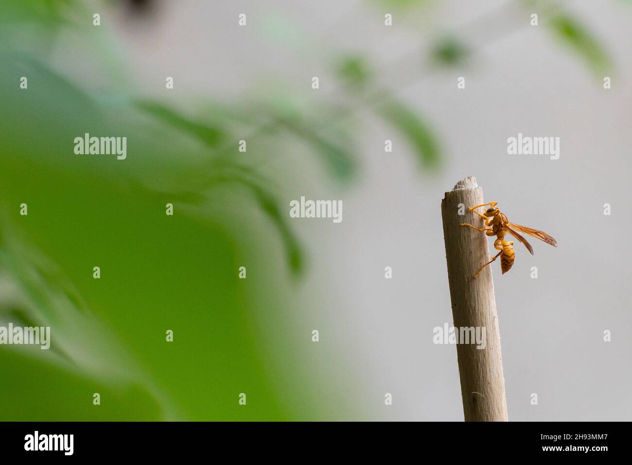 Vespola vulgaris, conosciuta come la vespa comune, appesa a un bastone in giardino fatto in casa. Howrah, Bengala Occidentale, India. Foto Stock