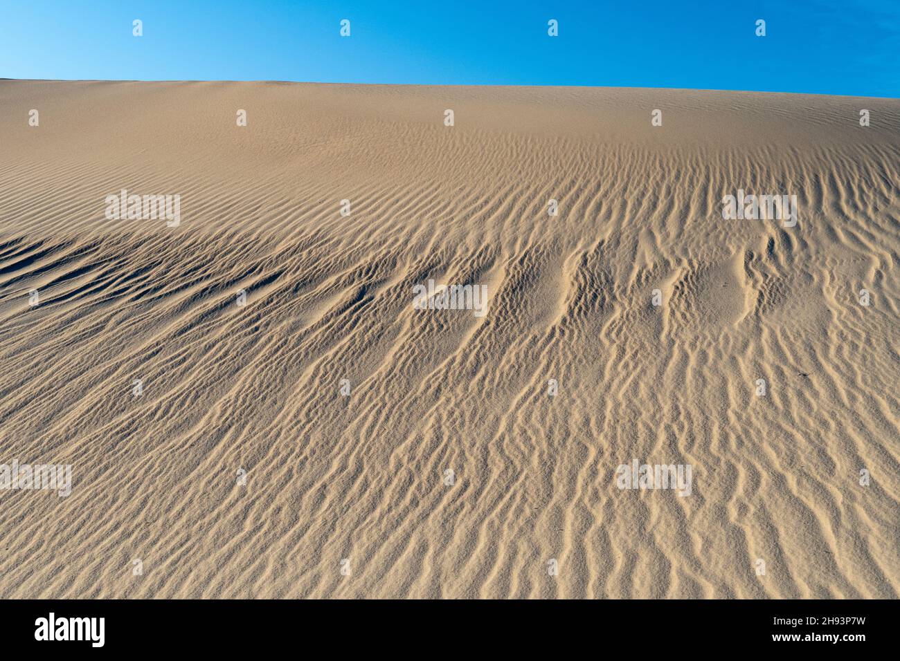 Il vento si increspa sulle dune di sabbia, nel deserto di Mojave, California, USA Foto Stock