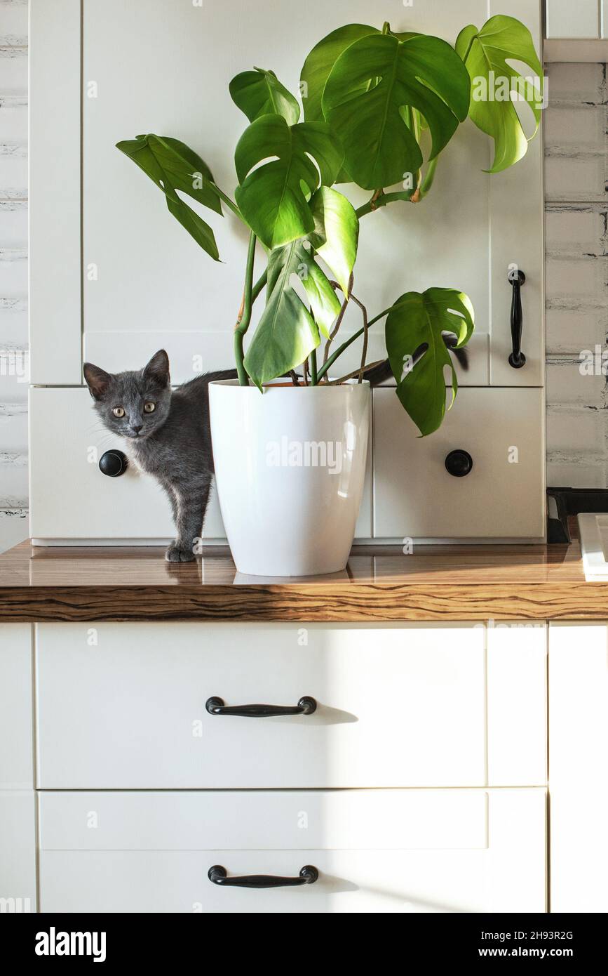 Monstera pianta in una pentola bianca su una cucina bianca e piccolo gatto  domestico grigio. Il concetto di homeplant e animali domestici. Monstera  deliciosa foglie o svizzero Foto stock - Alamy