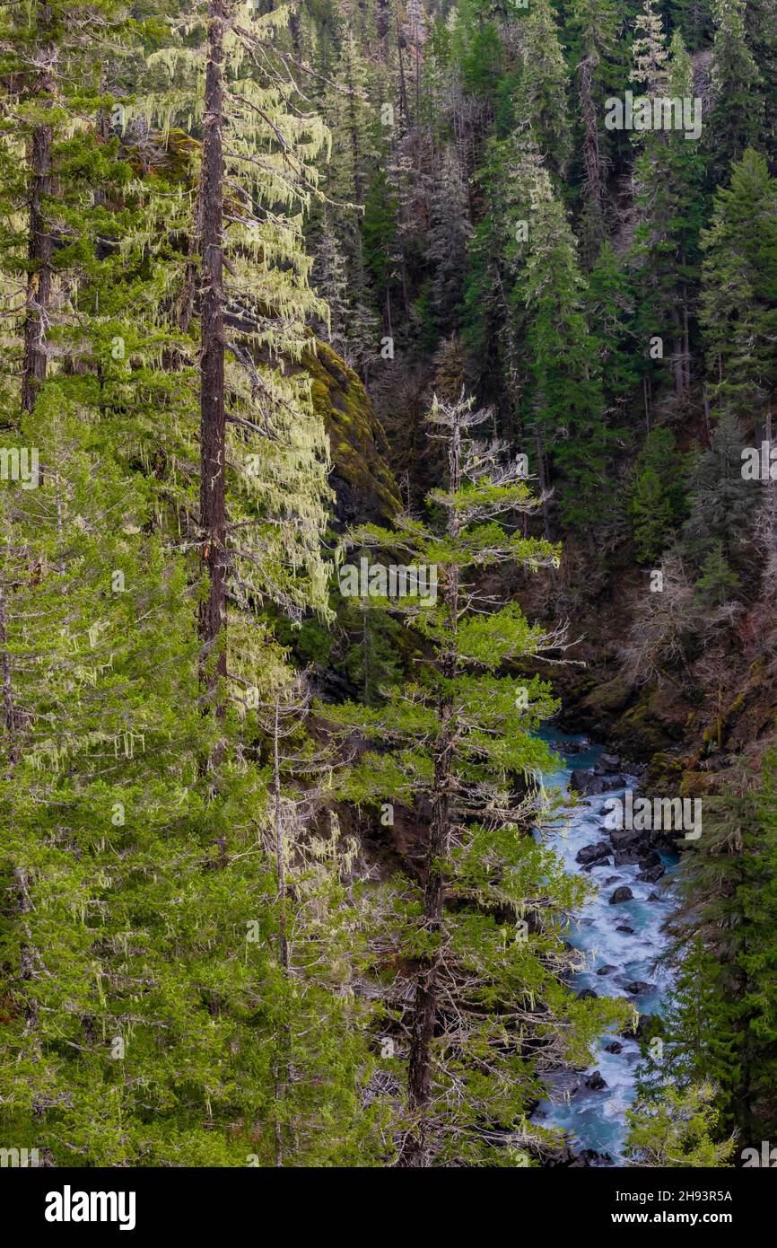 Vista dall'High Steel Bridge sul South Fork Skokomish River sulla Olympic National Forest, sulla Olympic Peninsula, Washington state, USA Foto Stock