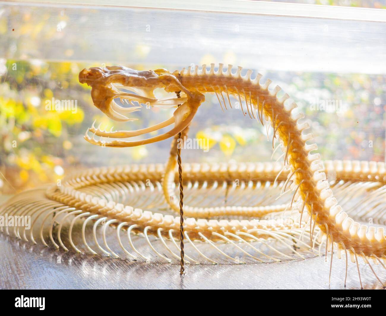 Primo piano di una struttura di ossa di serpente in Oklahoma Foto Stock