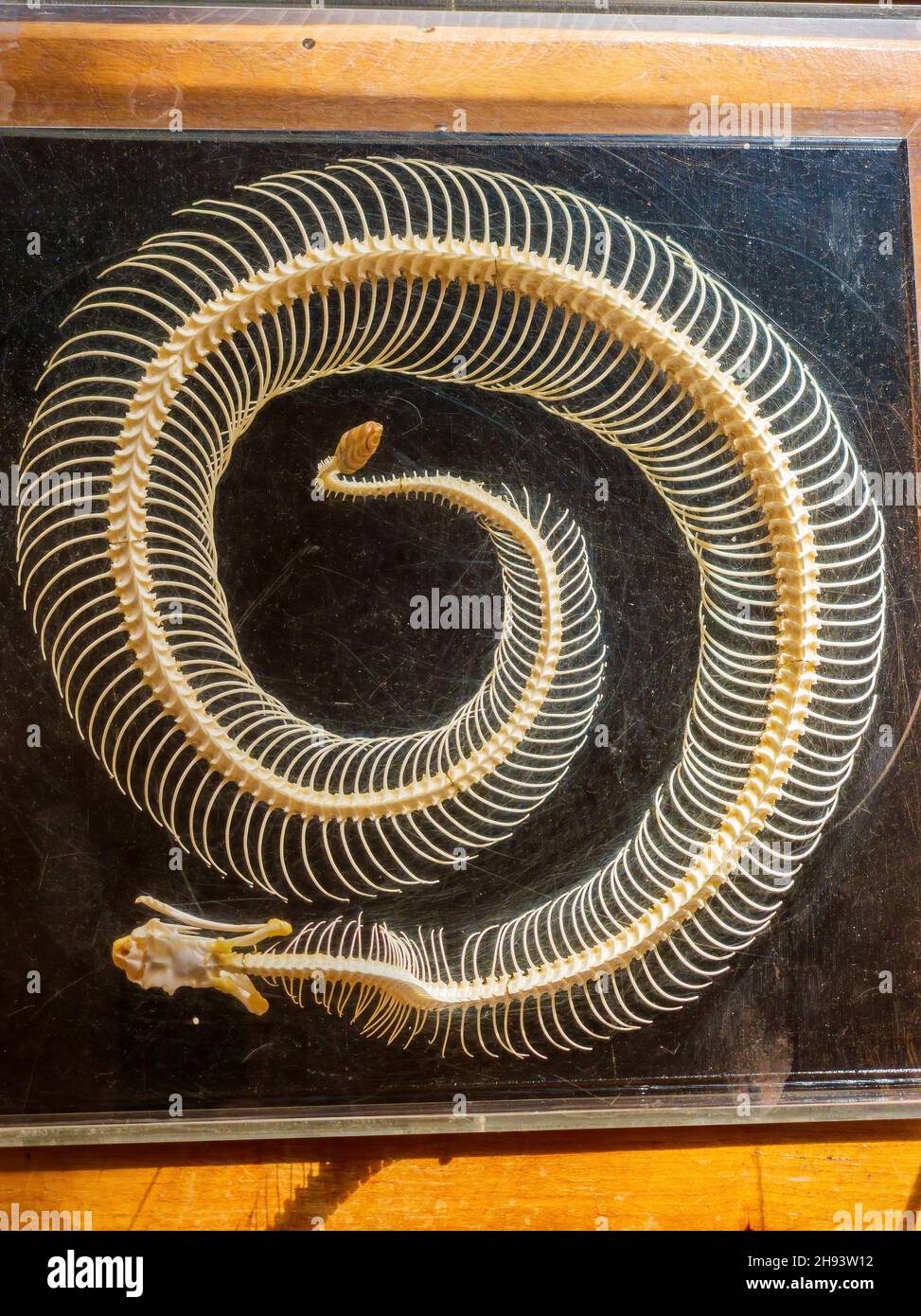 Primo piano di una struttura di ossa di serpente in Oklahoma Foto Stock